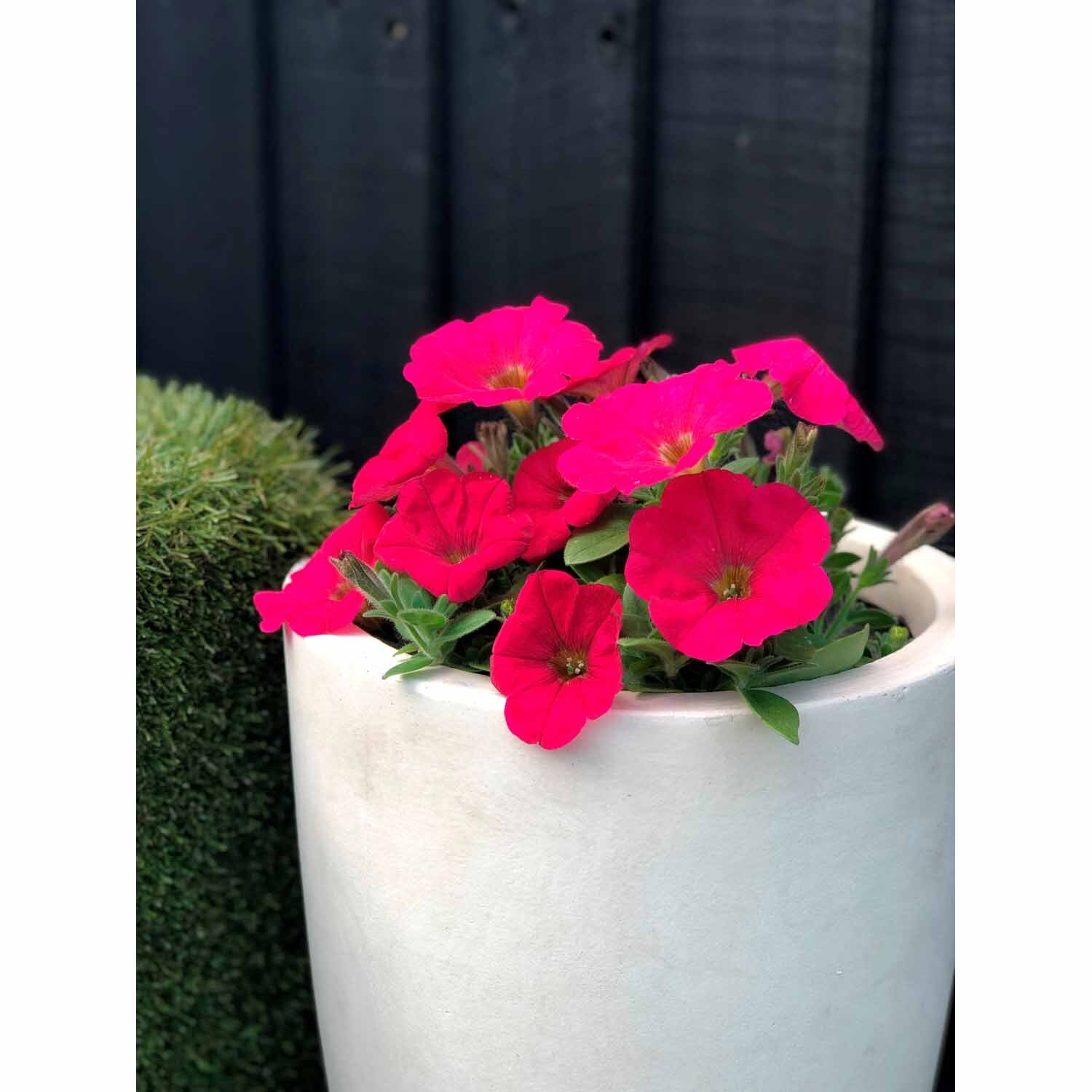 Hells Petunia Fuchsia Fire