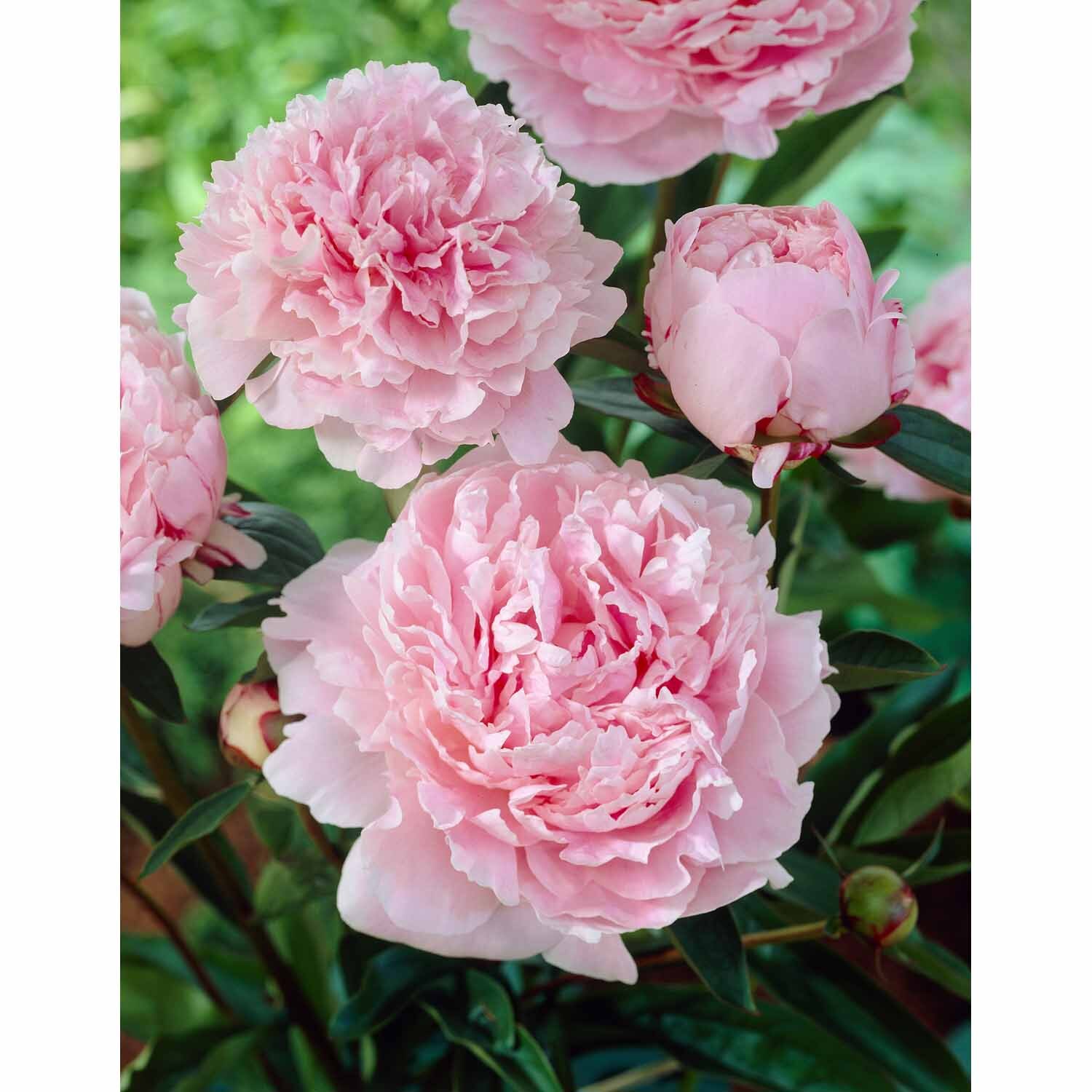 Paeony Double 'Sarah Bernhardt'
