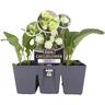 Cauliflower iStem 6 Pack
