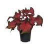 Caladium 'Red Ruffles'