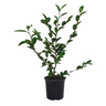 Camellia Cinnamon Cindy 1.5 Litre