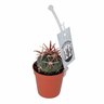 Assorted Cacti Varities