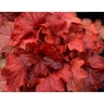 Heuchera 'Fire Alarm'