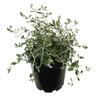 Teucrium fruticans