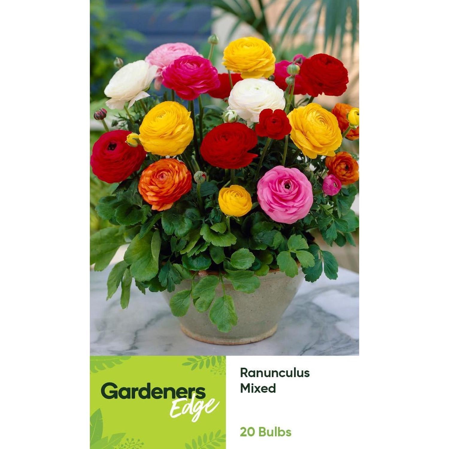 Ranunculus Rainbow Mixed 20 pack