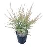 Lepospermum 'Tea Tree' Princess Anne 4L