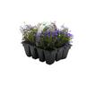 Lobelia Upright Dark Blue