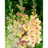 Gladioli 'Minature Mix'