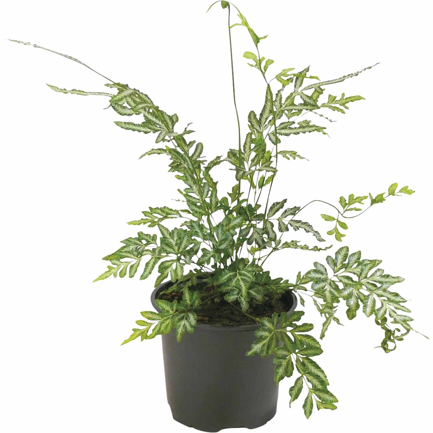 Pteris Victoriae