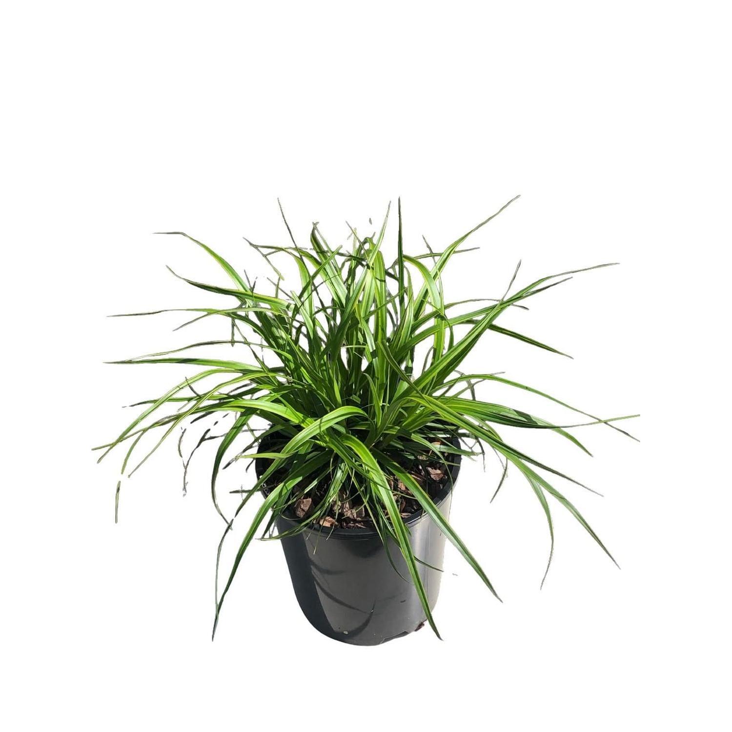 Carex Everlime