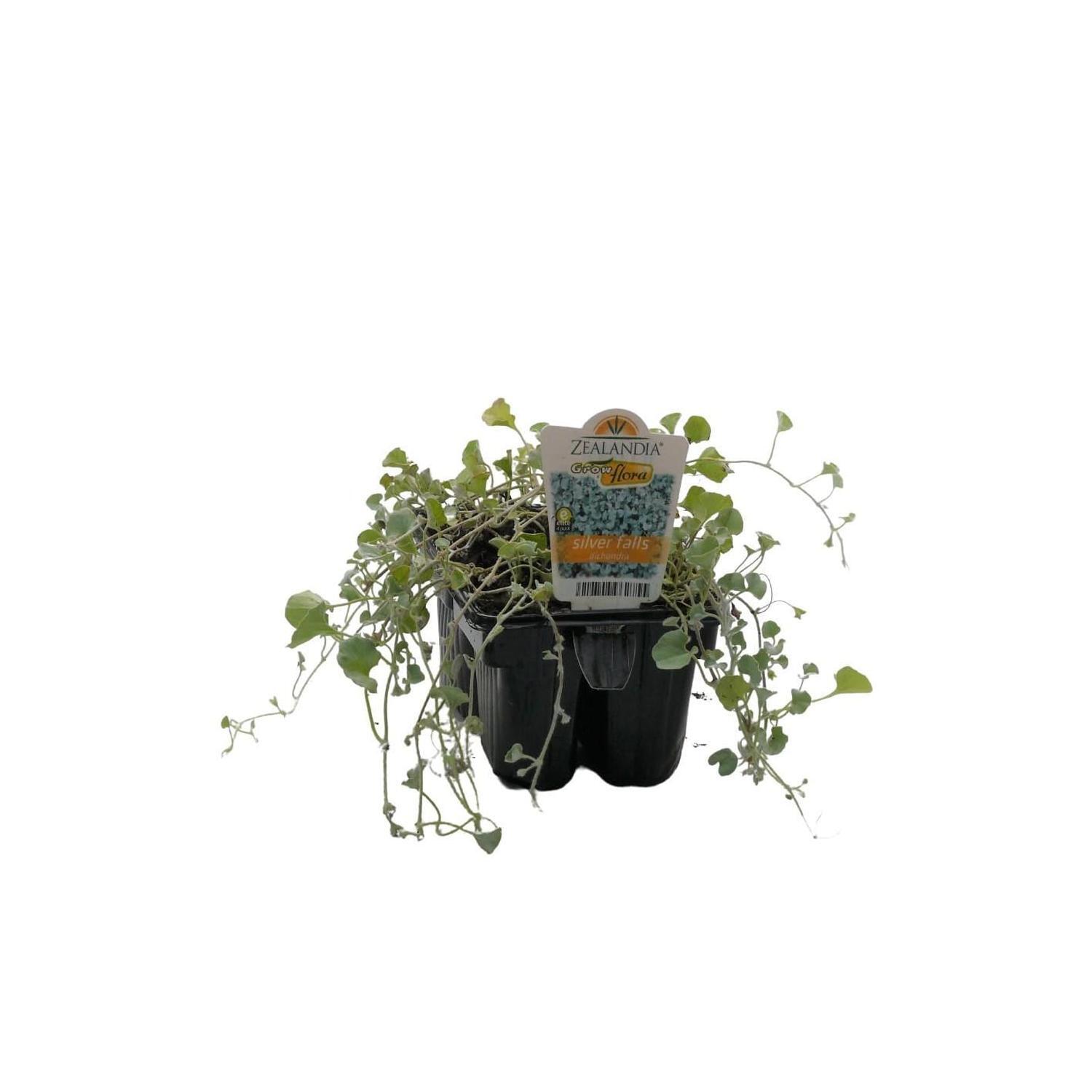 Dichondra