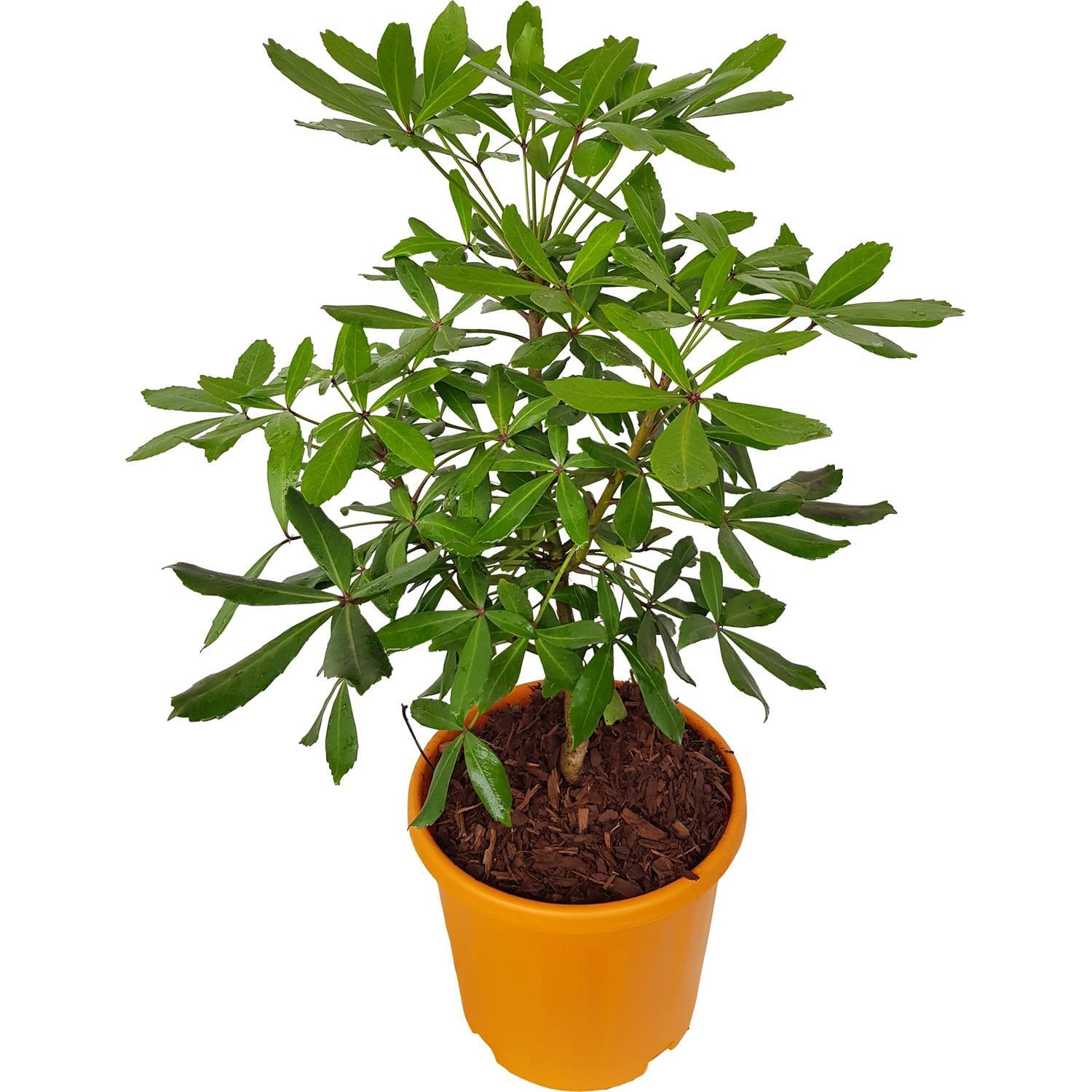 Pseudopanax Lessonii
