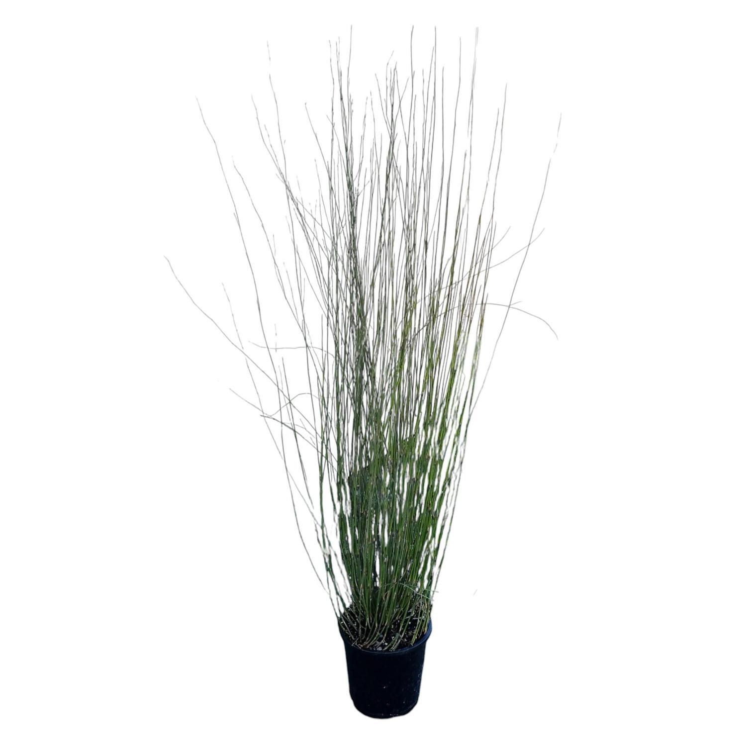 Apodasmia Similis 'Oioi' 1.3L
