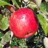 Apple Semi-Dwarf 'Akane' 4.7 litre