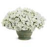 Petunia White Charm
