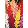 Gladioli Shadowed Citrus Mix 20 Pack