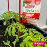 Tomato Plant Food