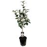 Camellia Japonica Lemon Drop