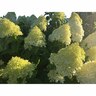 Hydrangea Paniculata Limelight 4.5 litre