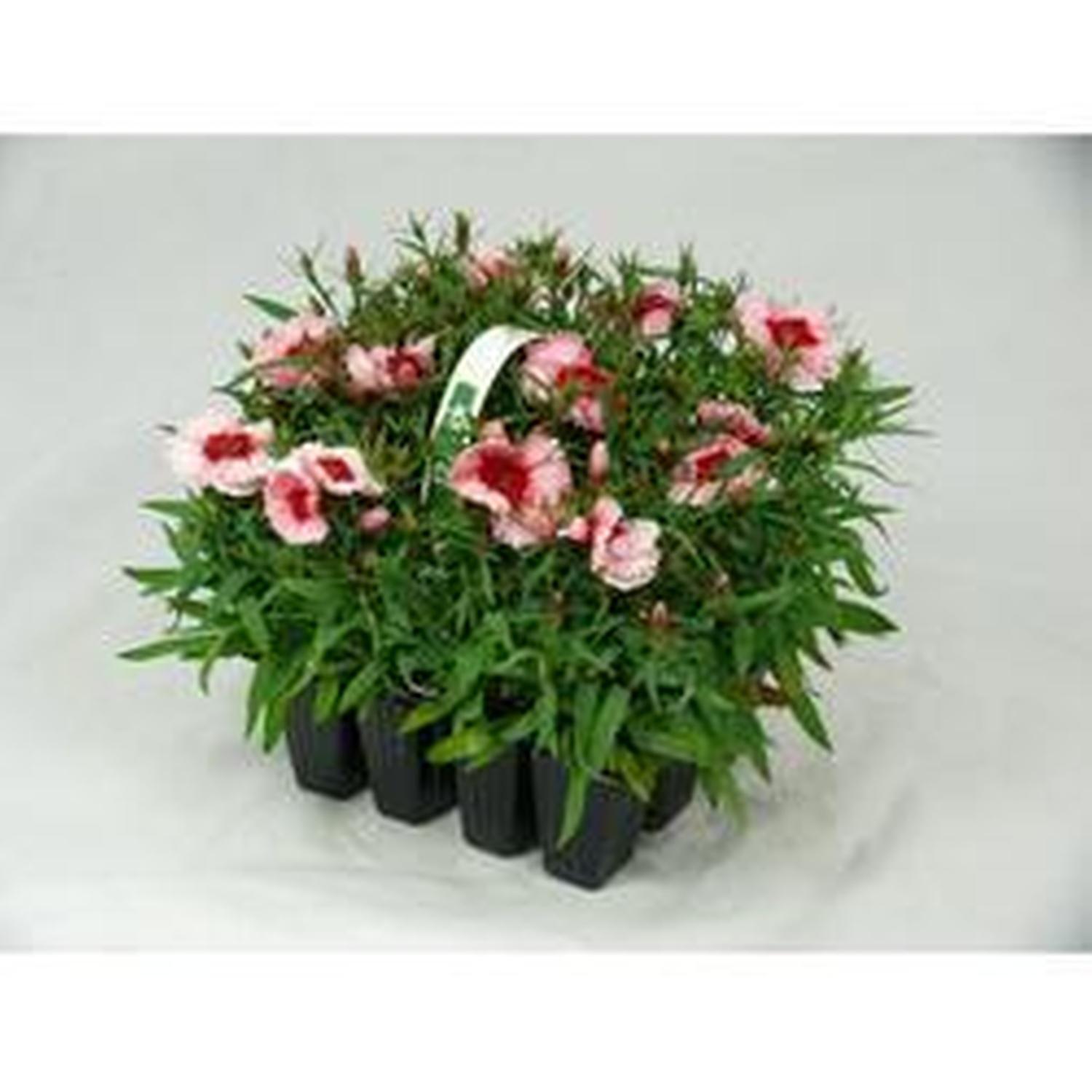 Dianthus