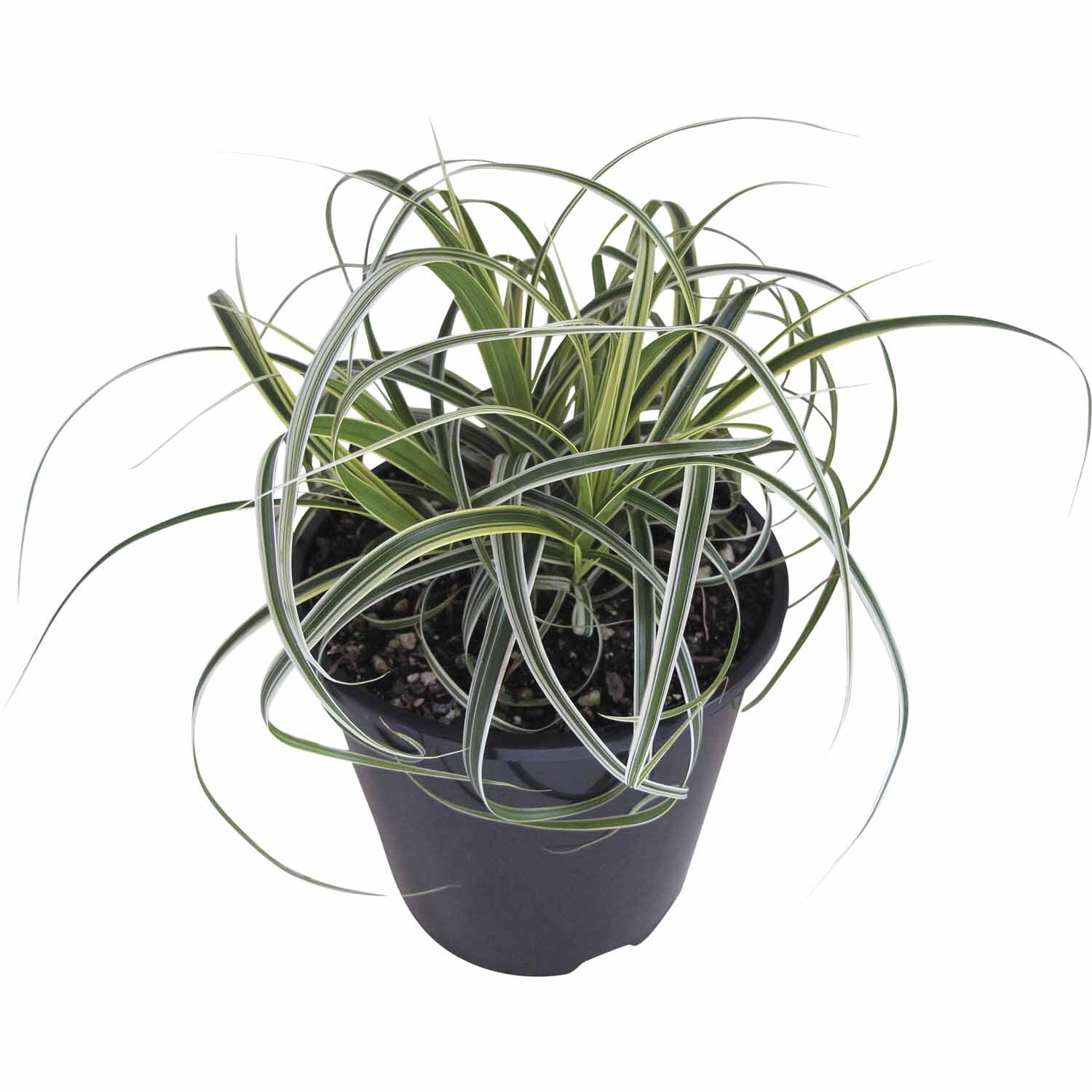 Carex Featherfalls PVR