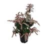 Pieris Scarlet O Hara