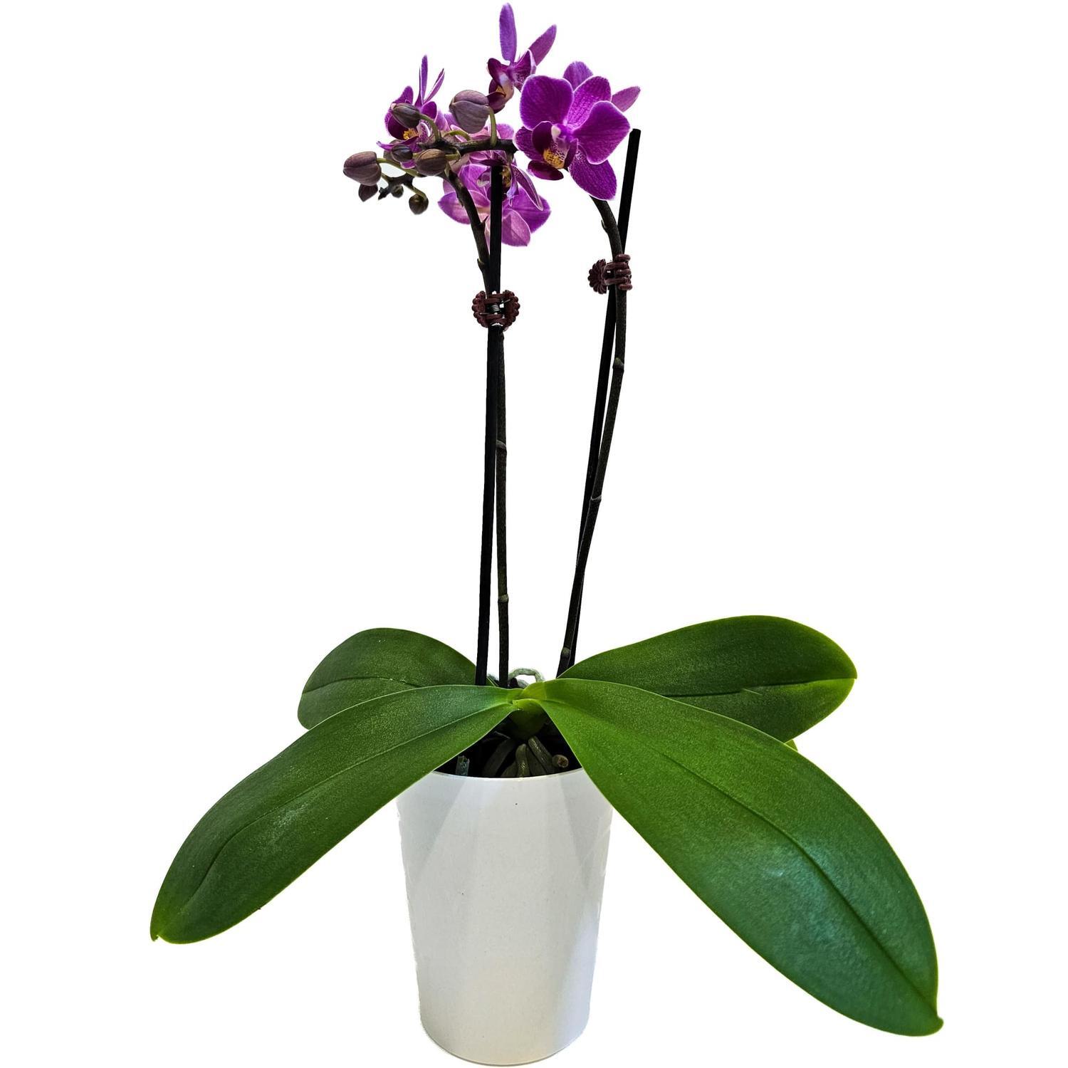 Mini Orchid in Jackpot 9cm