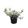Sanvitalia Sundrops