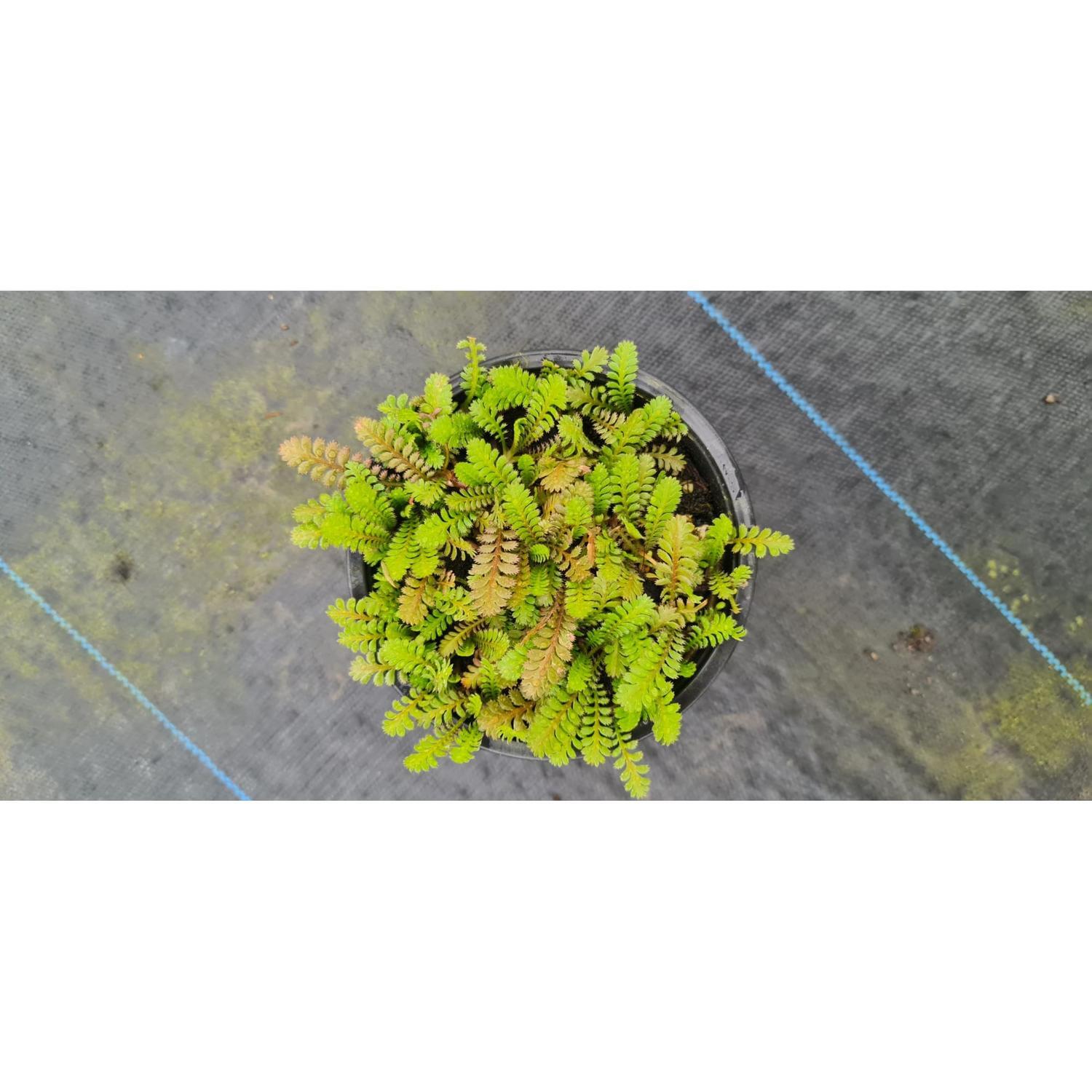 Leptinella Dioica 1.5L