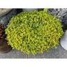 Sedum Green Blob