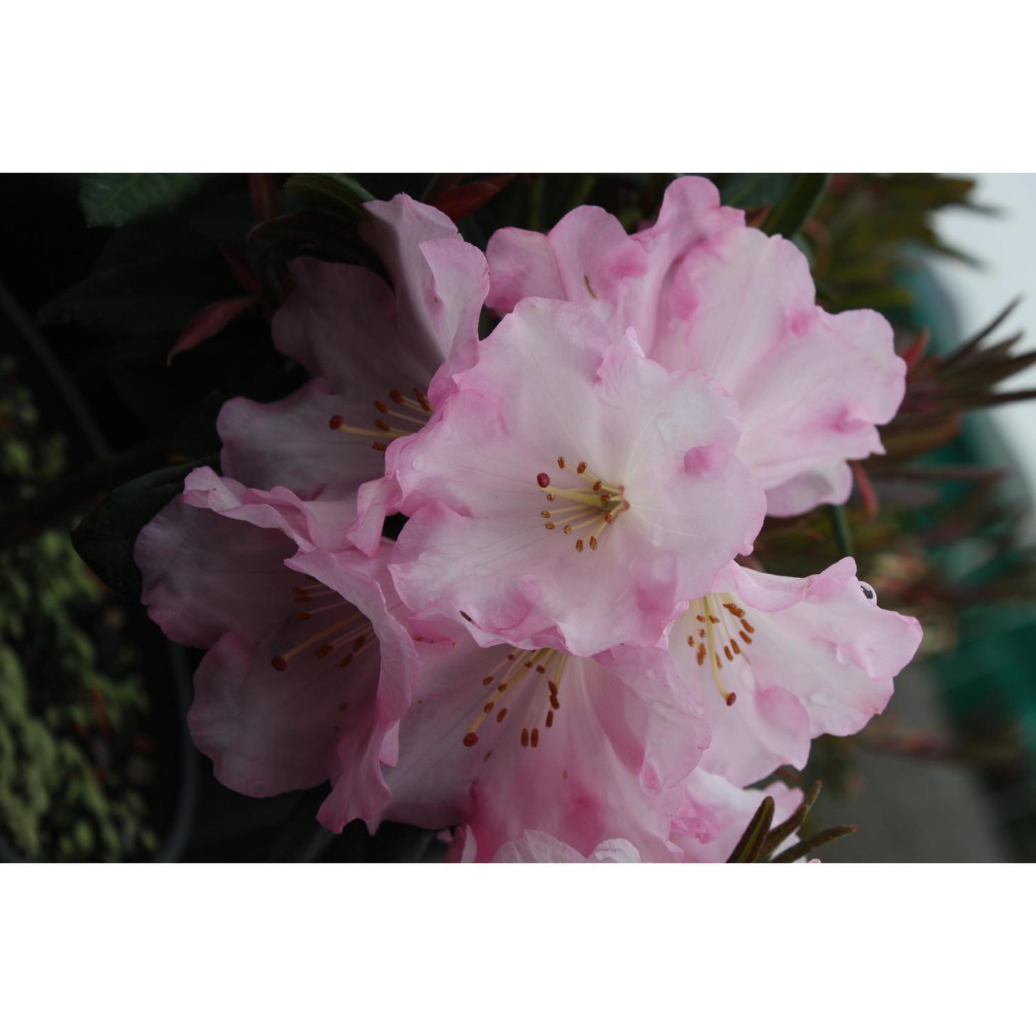 Rhododendron Bronze Wings