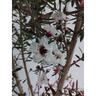 Leptospermum Princess Anne