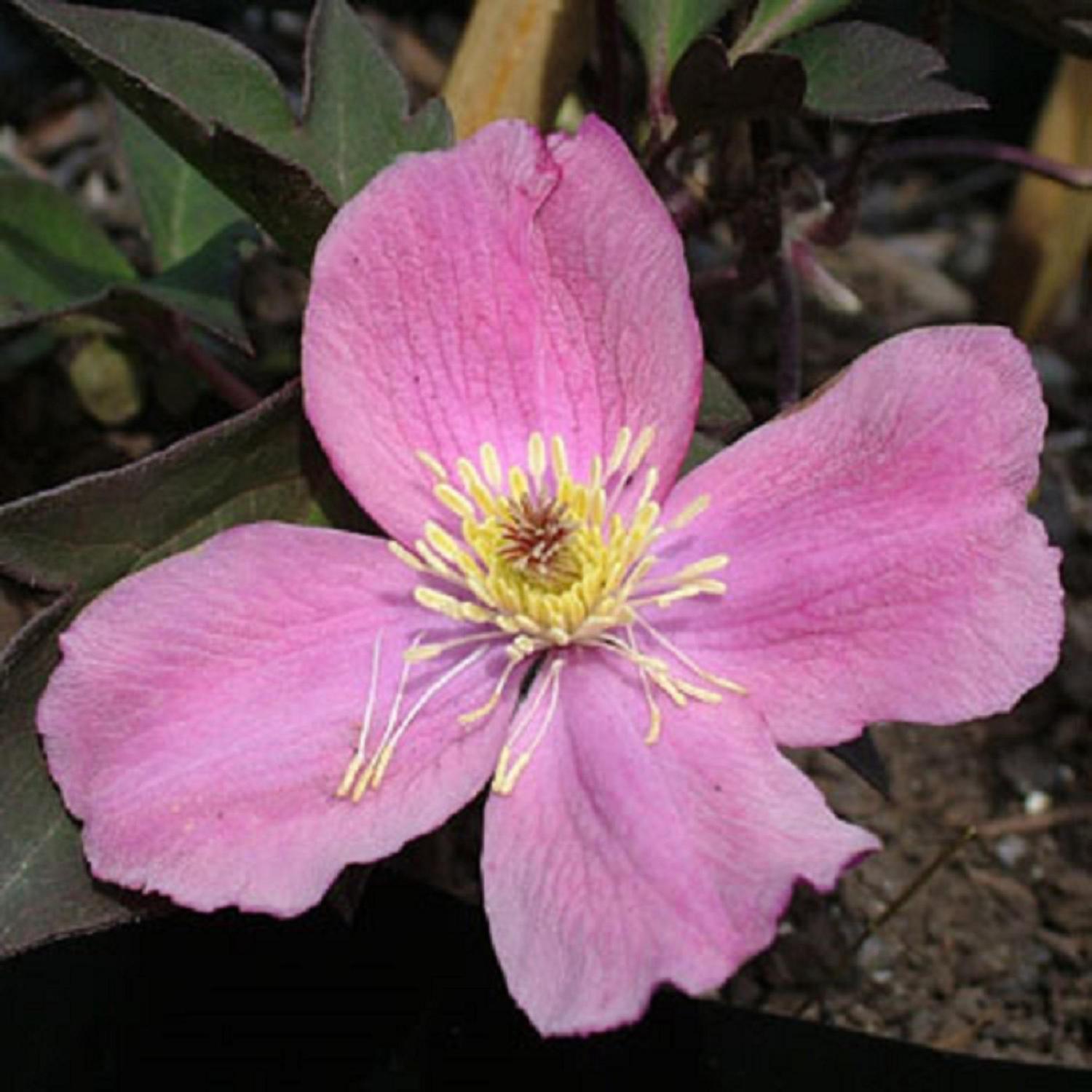 Clematis Tetrarose