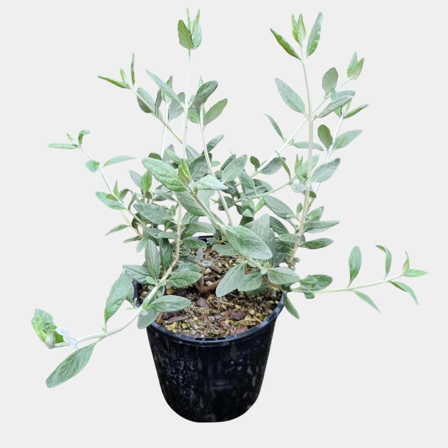 Teucrium Fruticans 'Silver Germander' 2L