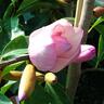 Michelia Paton Pink