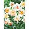 Daffodil 'Pink Mix'