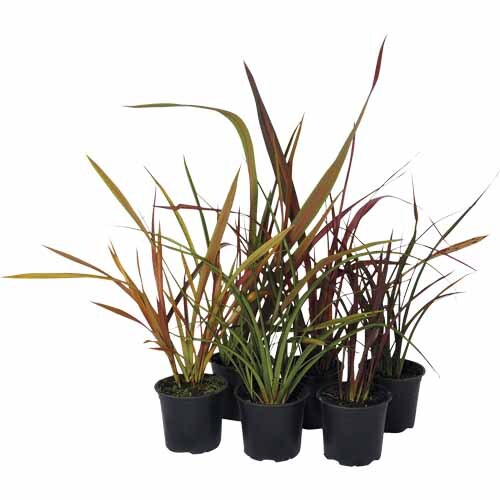 Phormium Assorted
