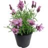 Lavender Lavish Rose