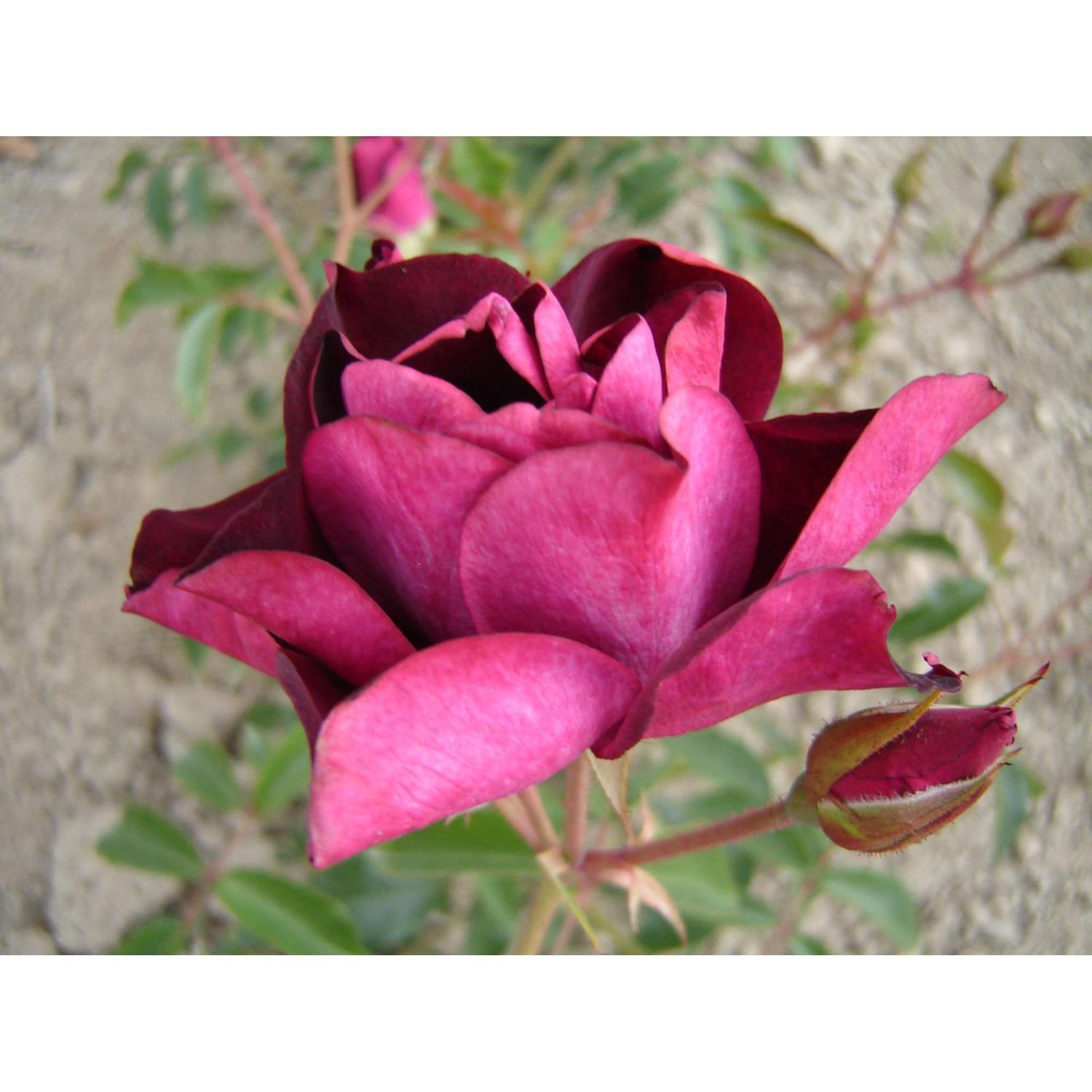 Rose Bush Burgundy Iceberg FL 4.7L