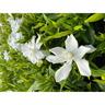 Gardenia Frostproof