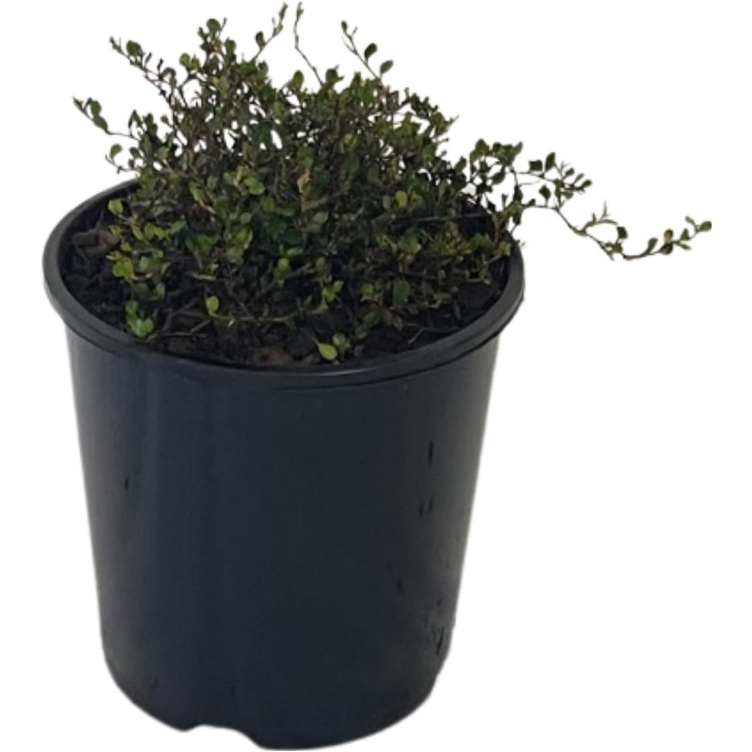 Muehlenbeckia Axillaris
