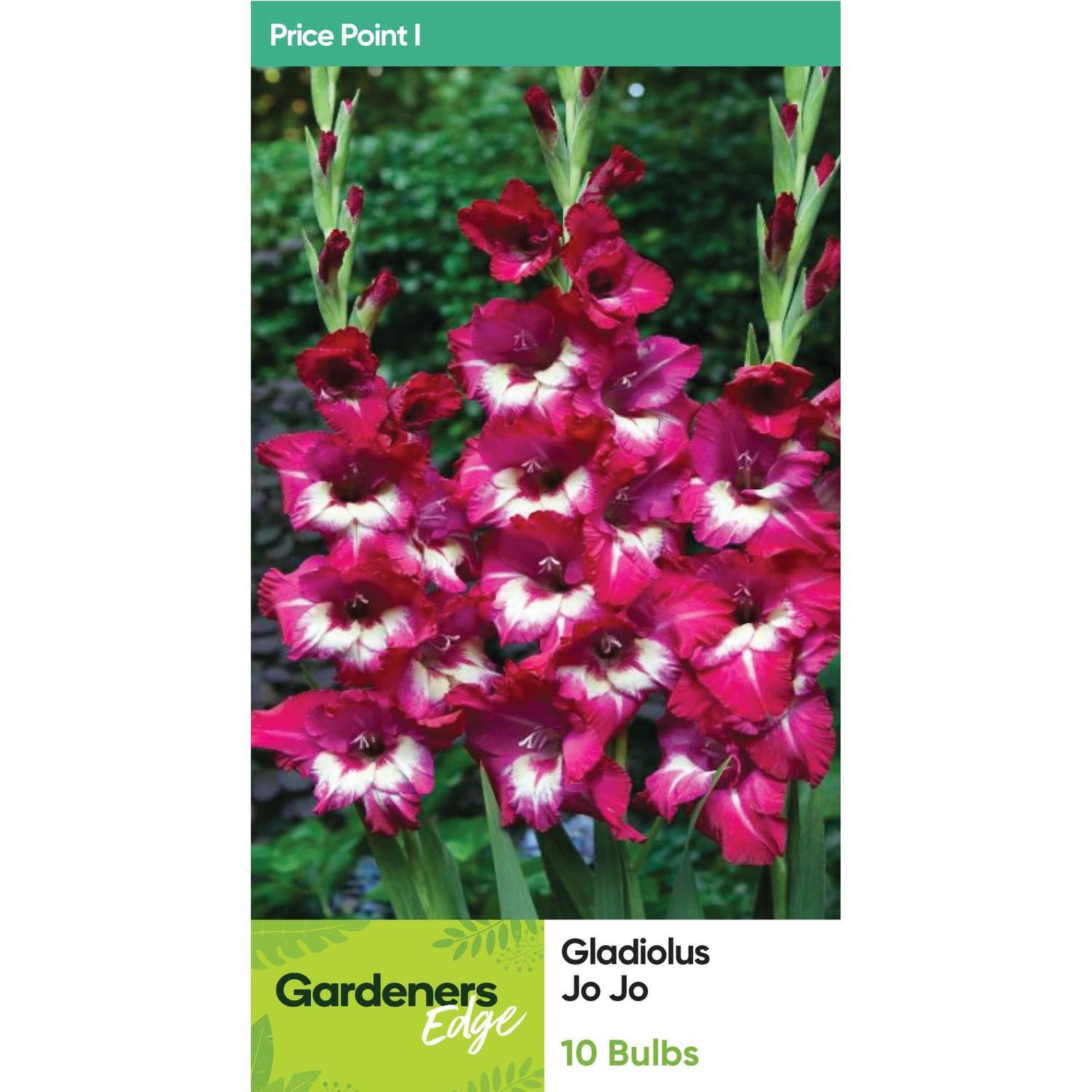 Gladioli Jo Jo 10 Pack
