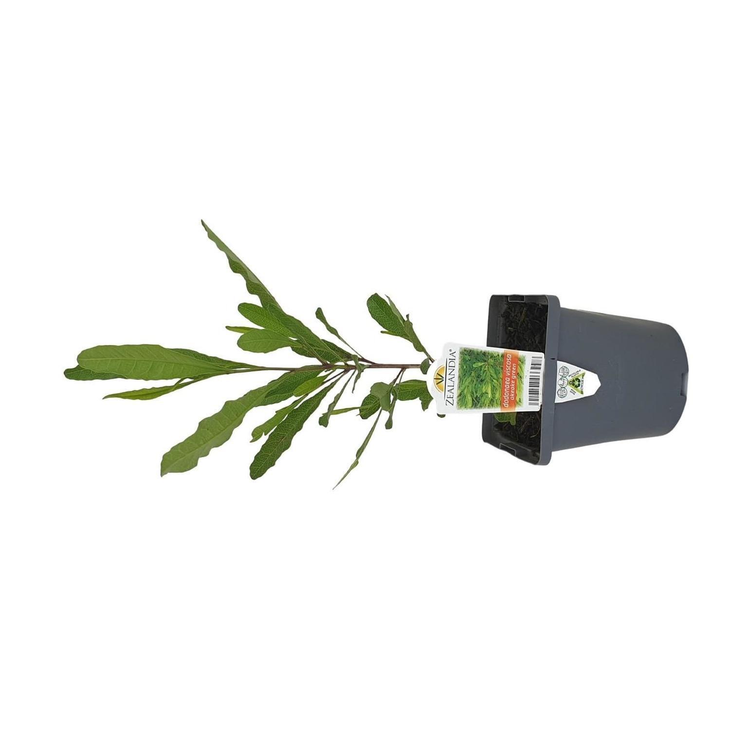 Dodonaea viscosa Akeake Green