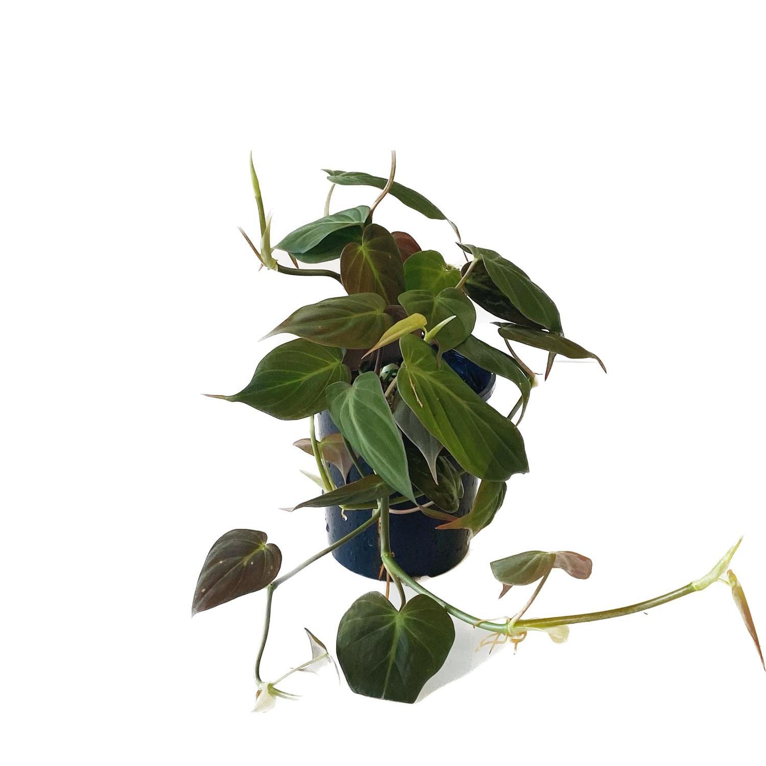 Philodendron Micans 12cm