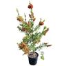 Callistemon Red Cluster 8.5L