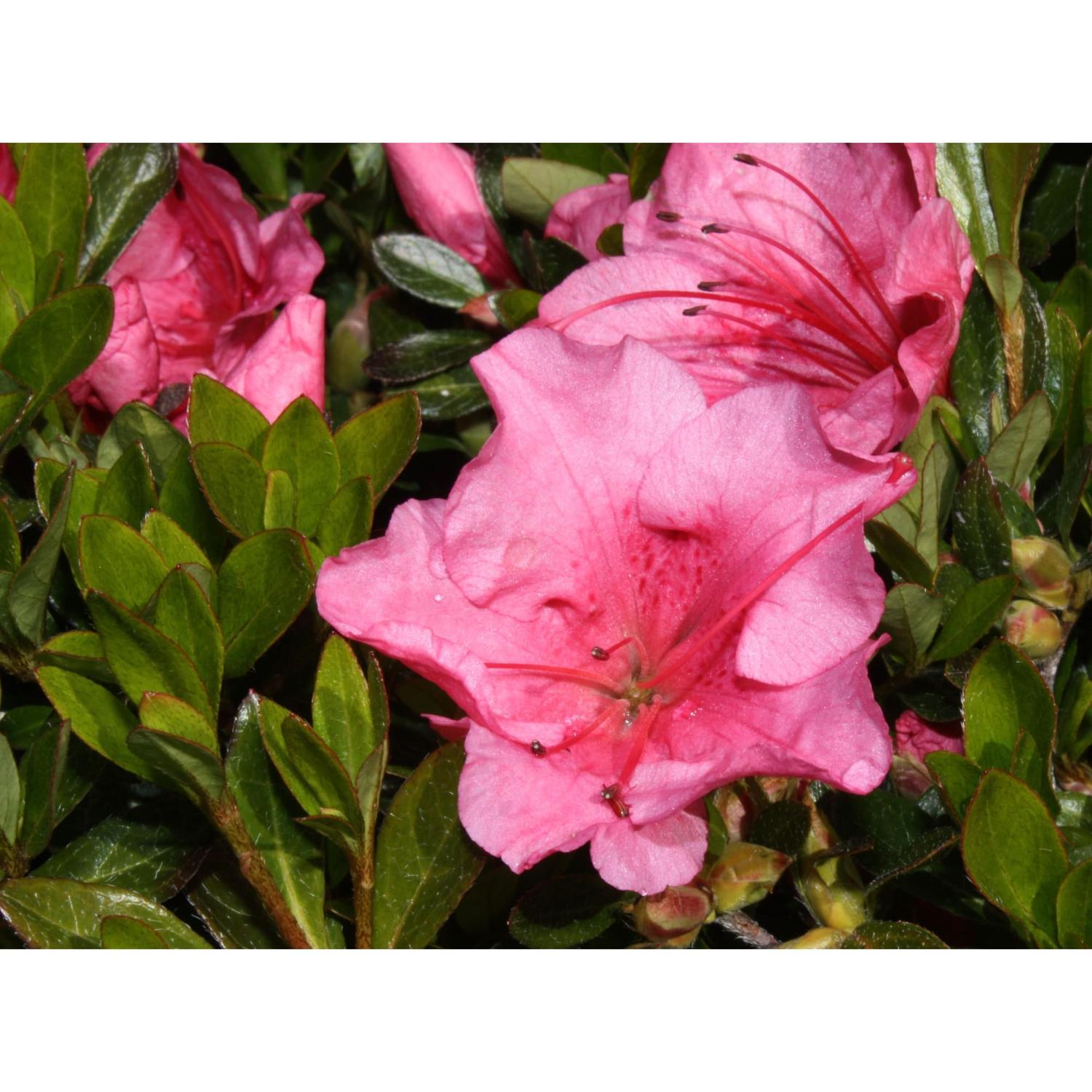 Azalea