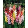 Gladioli Mixed Colours 20 Pack