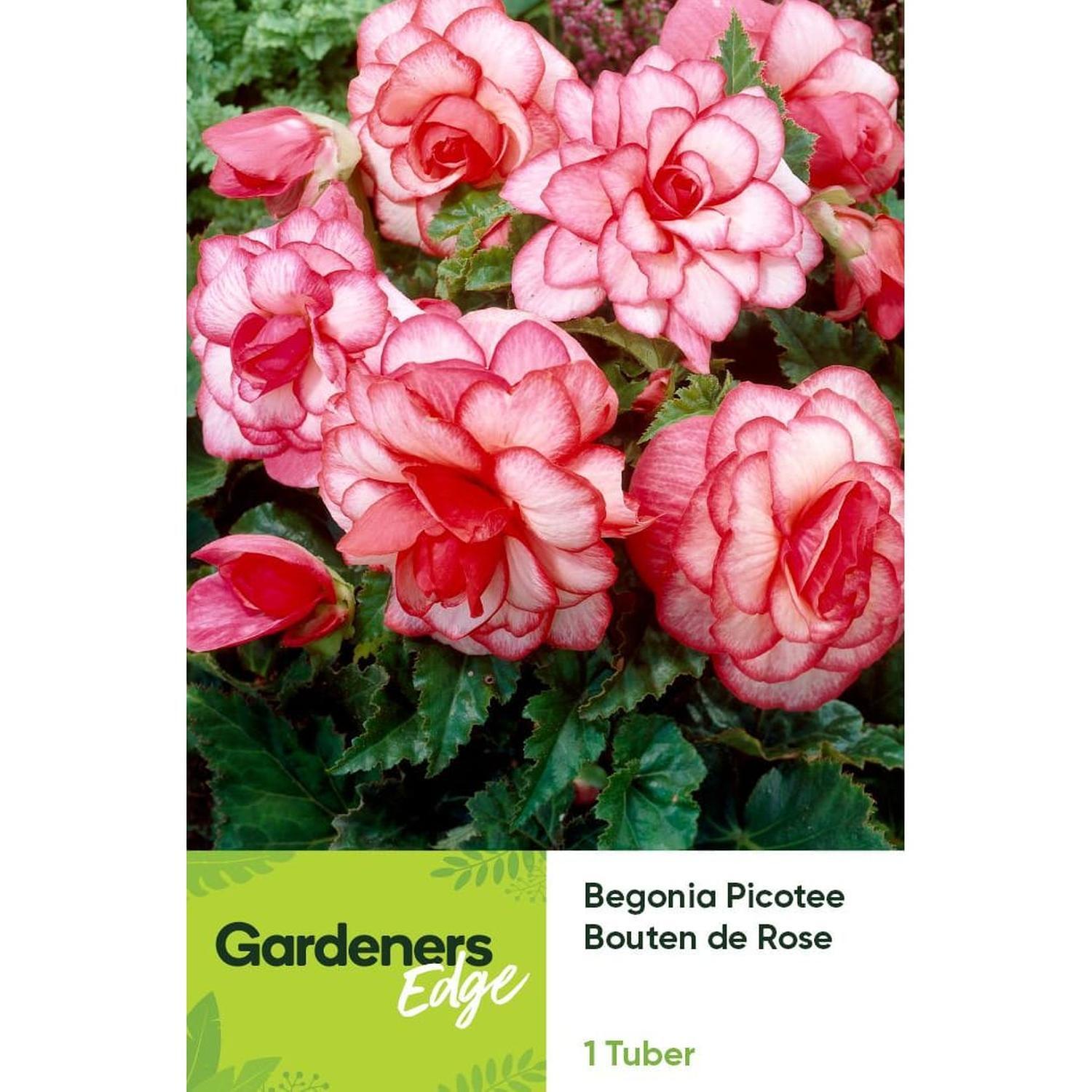 Begonia Picotee Bouten De Rose Pack of 1