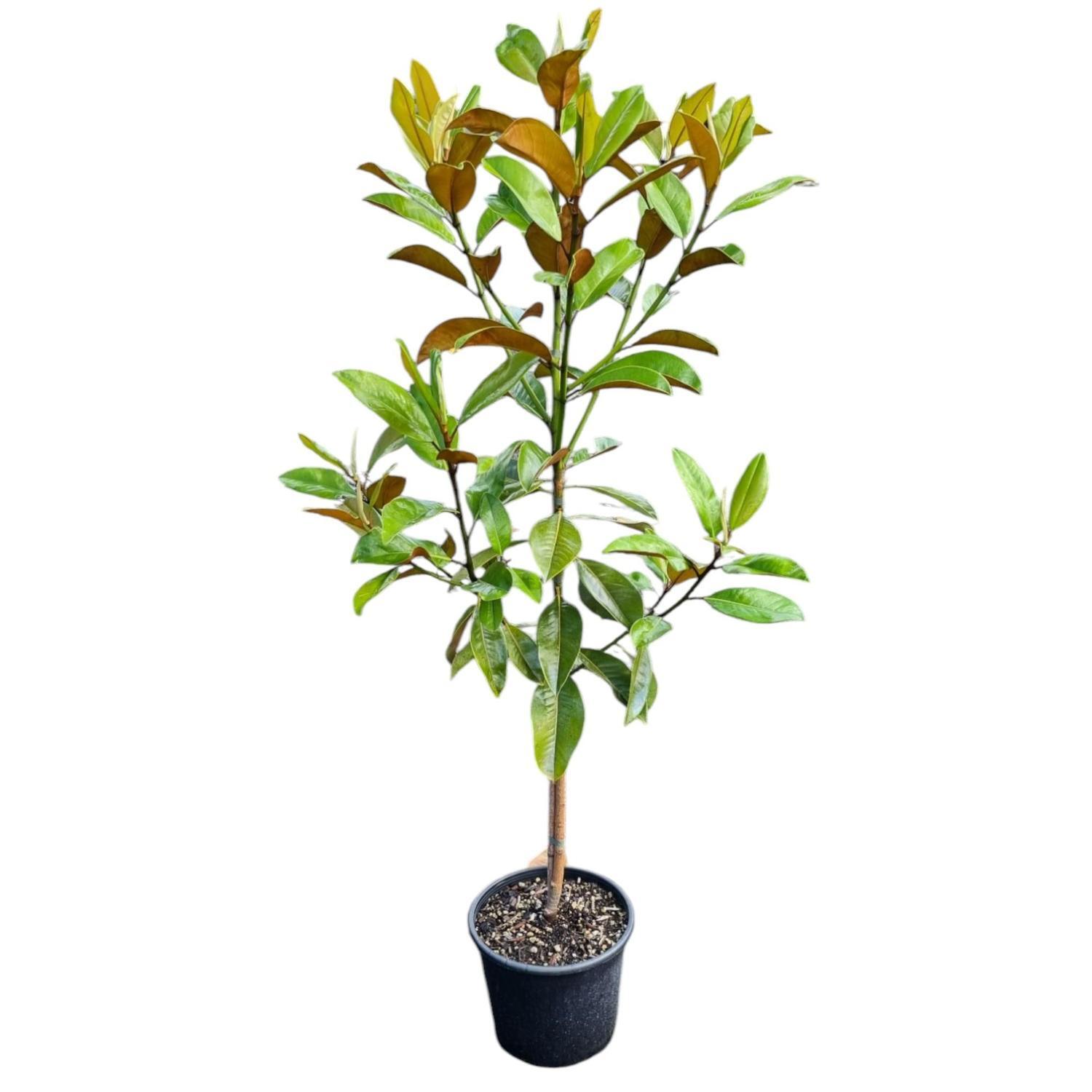 Magnolia Grand Ferruginea 8.5L