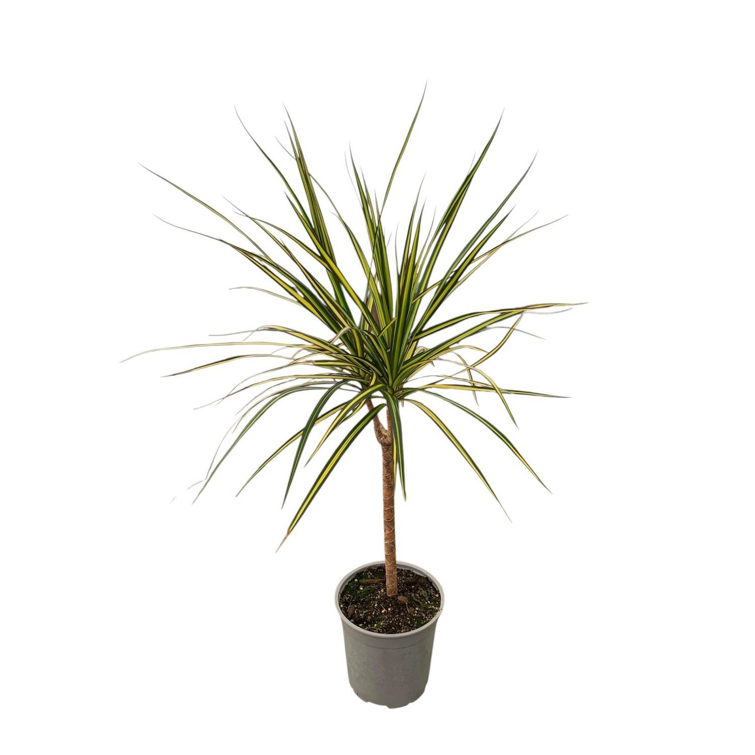 Marginata Golden 17cm